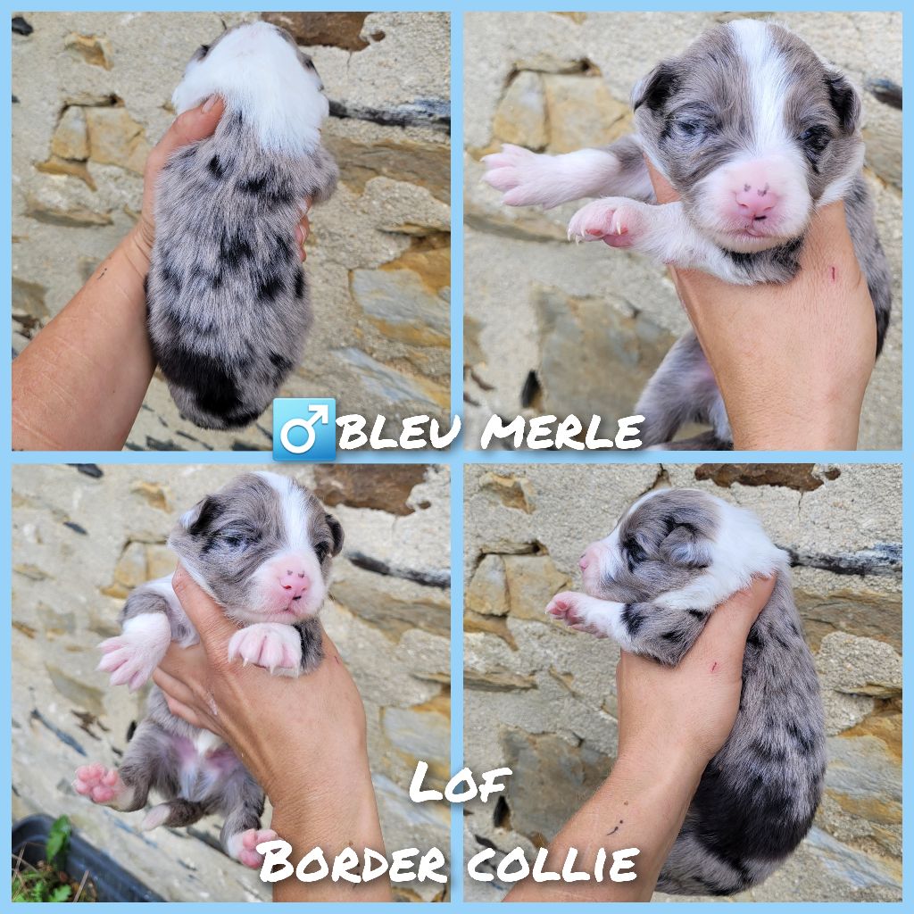 Cindy Gohier - Chiot disponible  - Border Collie