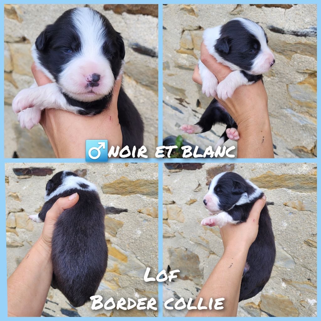 Cindy Gohier - Chiot disponible  - Border Collie