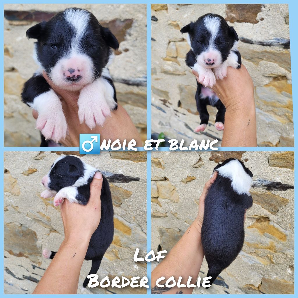 Cindy Gohier - Chiot disponible  - Border Collie