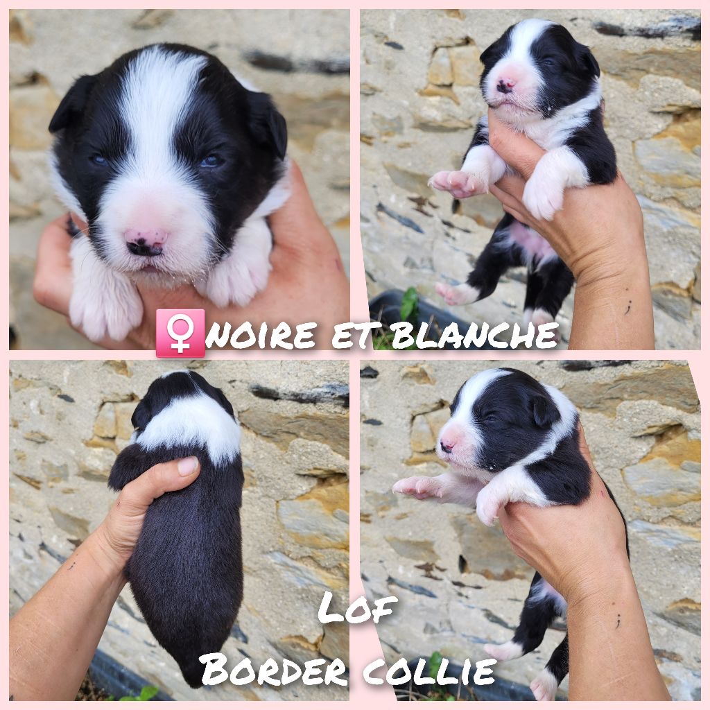 Cindy Gohier - Chiot disponible  - Border Collie