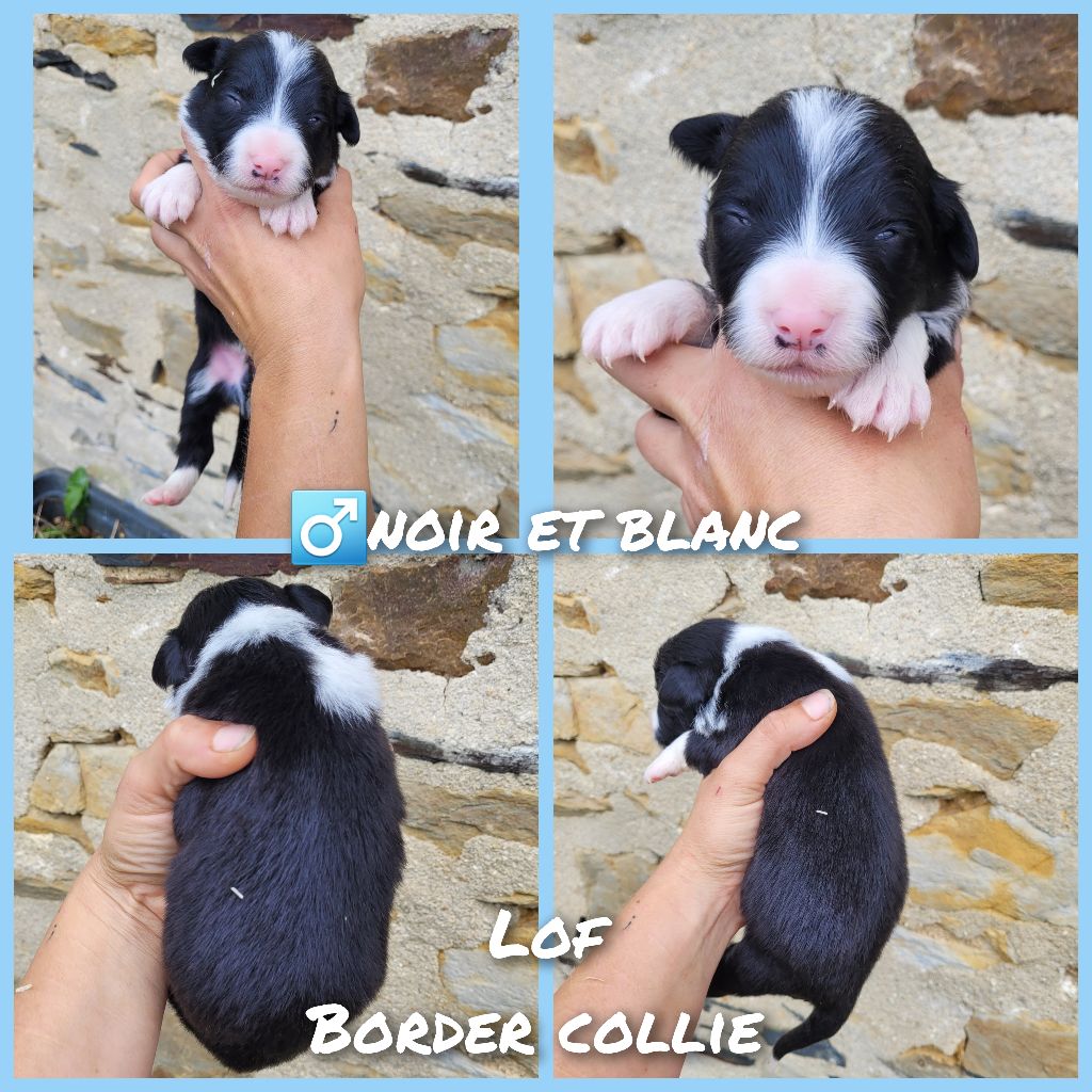 Cindy Gohier - Chiot disponible  - Border Collie