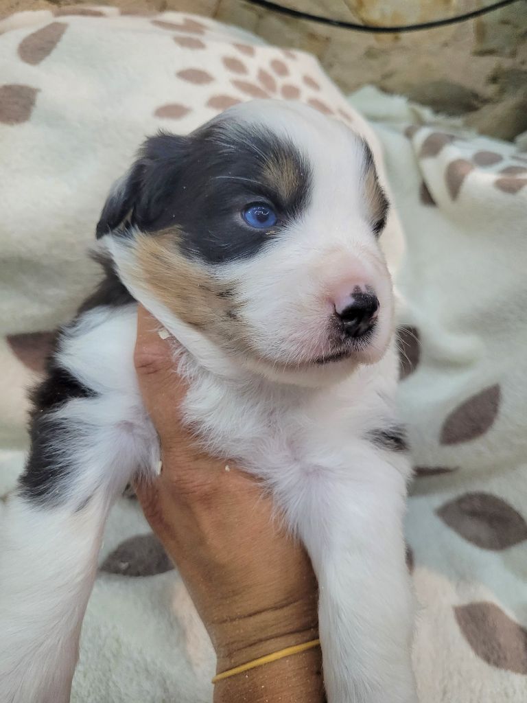 Cindy Gohier - Chiots disponibles - Berger Américain Miniature 