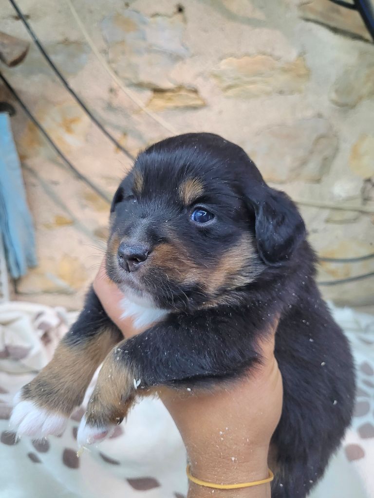 Cindy Gohier - Chiots disponibles - Berger Américain Miniature 