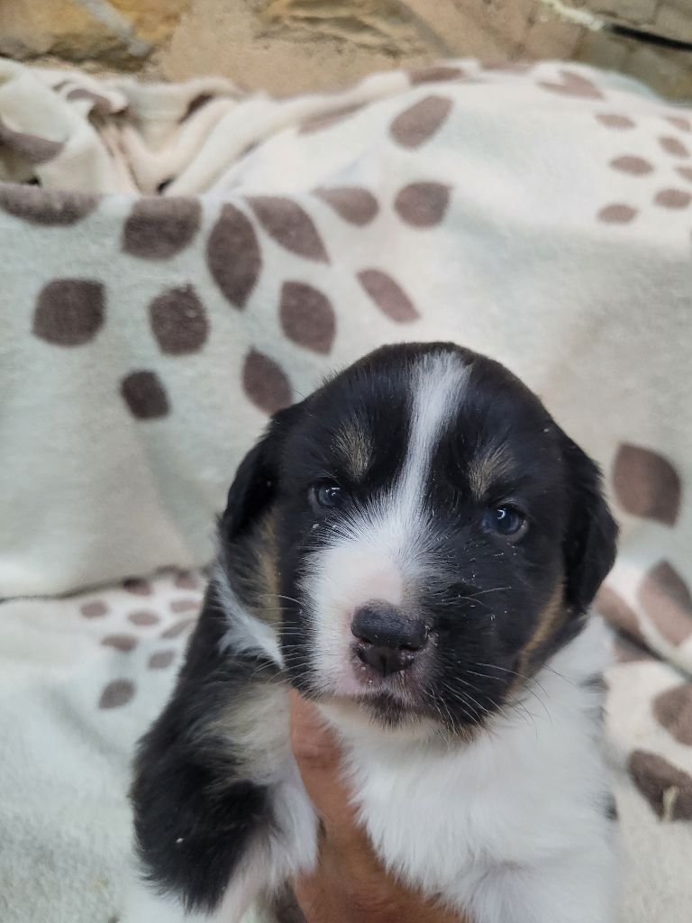 Cindy Gohier - Chiots disponibles - Berger Américain Miniature 