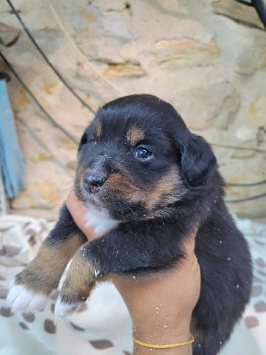 CHIOT 1