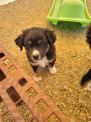 CHIOT 2