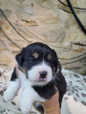 CHIOT 5