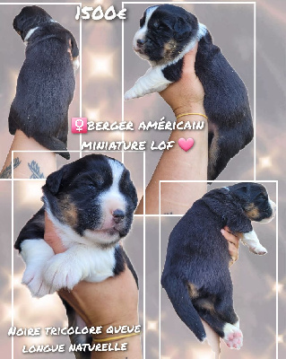 CHIOT 6