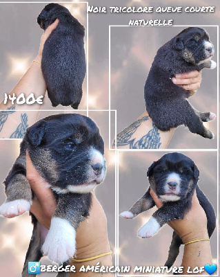 CHIOT 2
