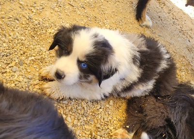 CHIOT 4