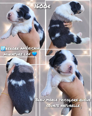 CHIOT 4