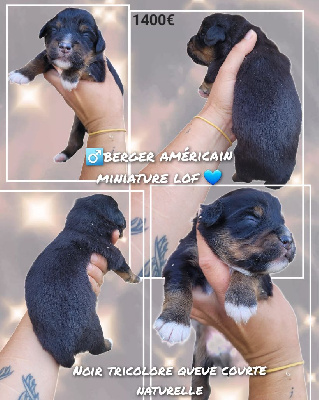 CHIOT 1