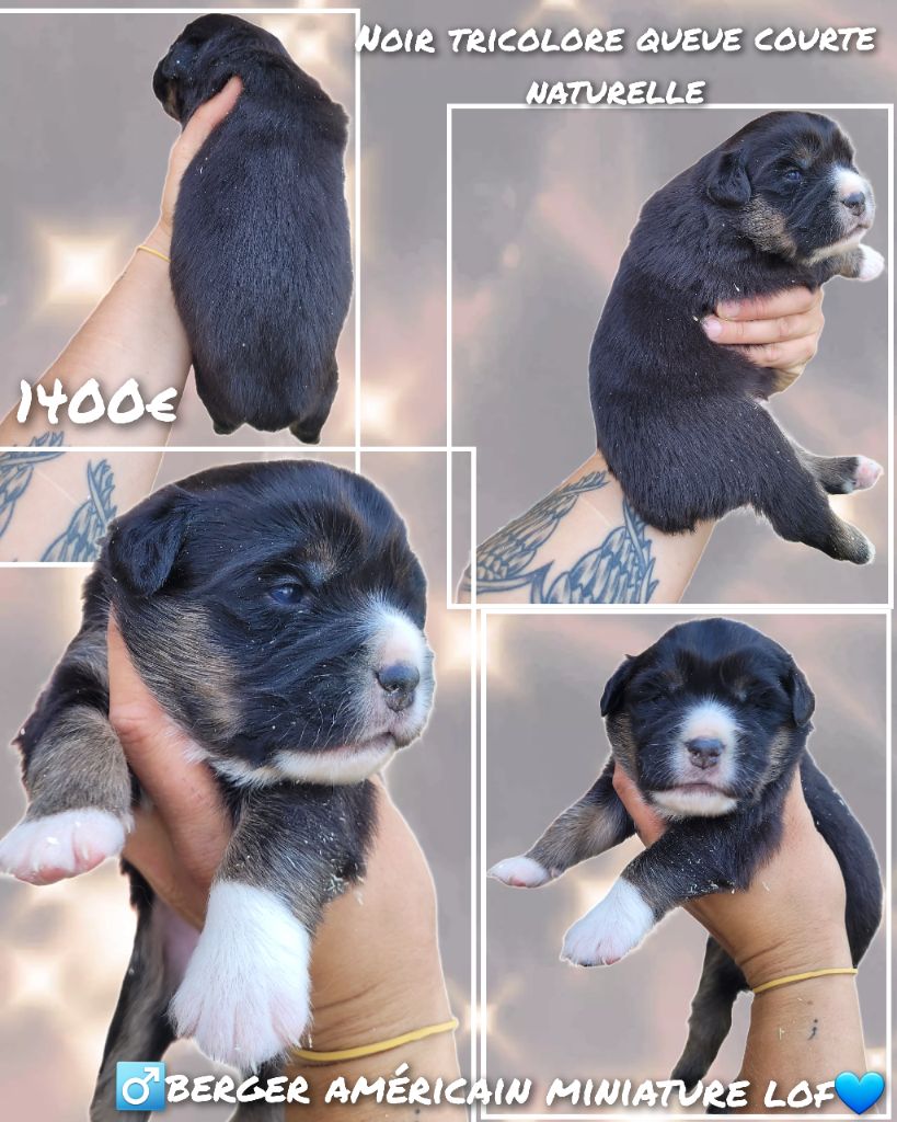 Cindy Gohier - Chiots disponibles - Berger Américain Miniature 