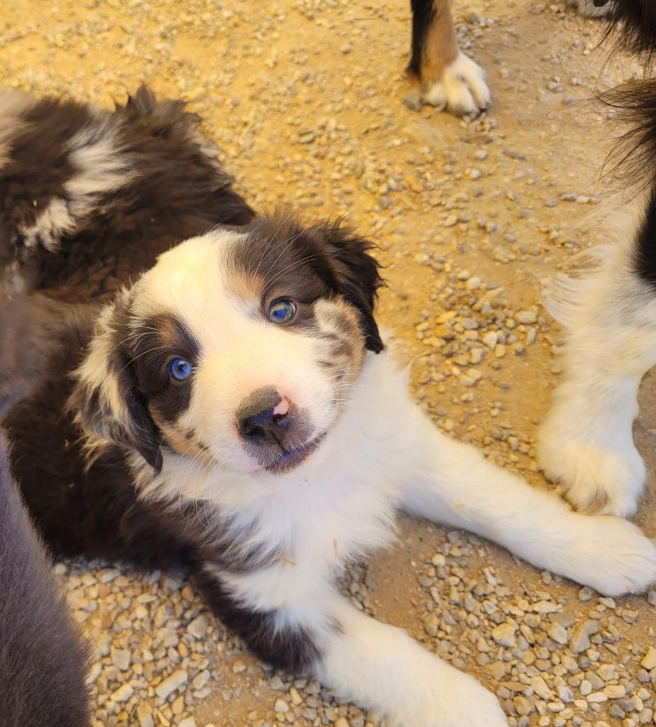 Cindy Gohier - Chiots disponibles - Berger Américain Miniature 