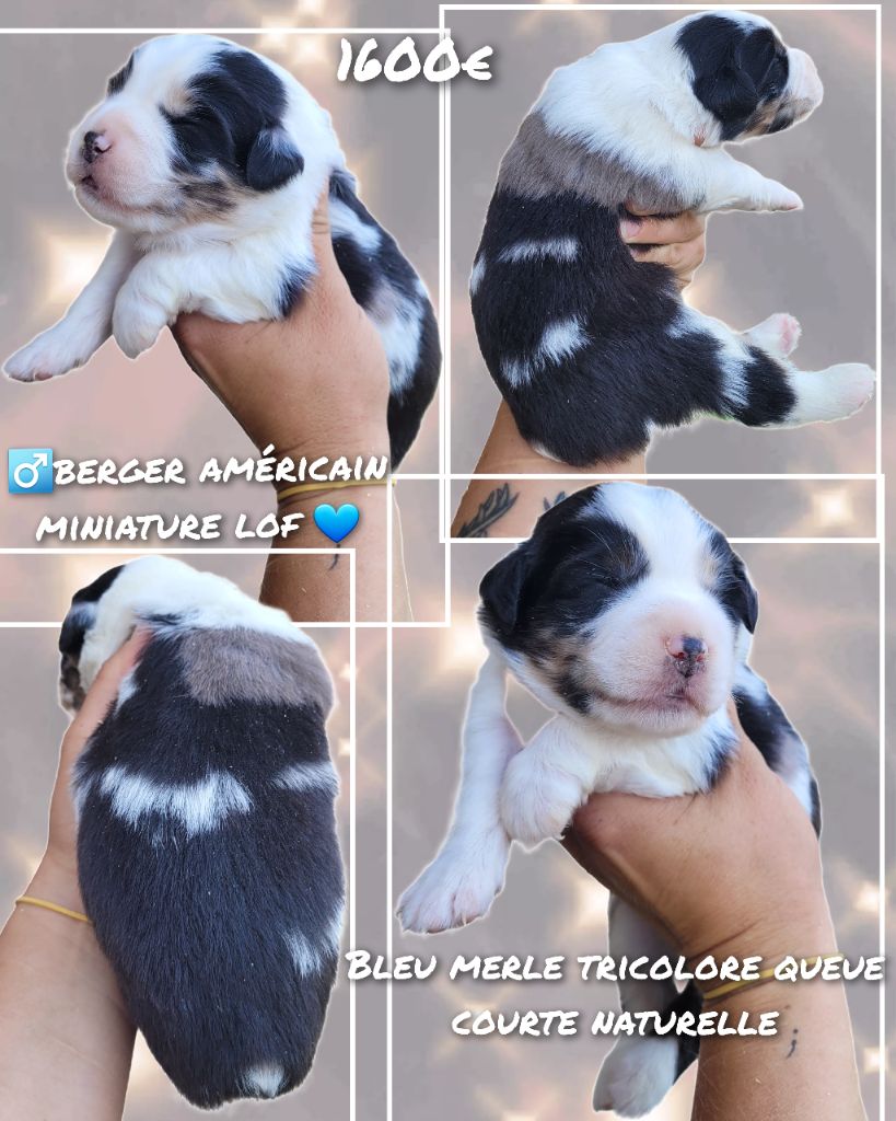 Cindy Gohier - Chiots disponibles - Berger Américain Miniature 