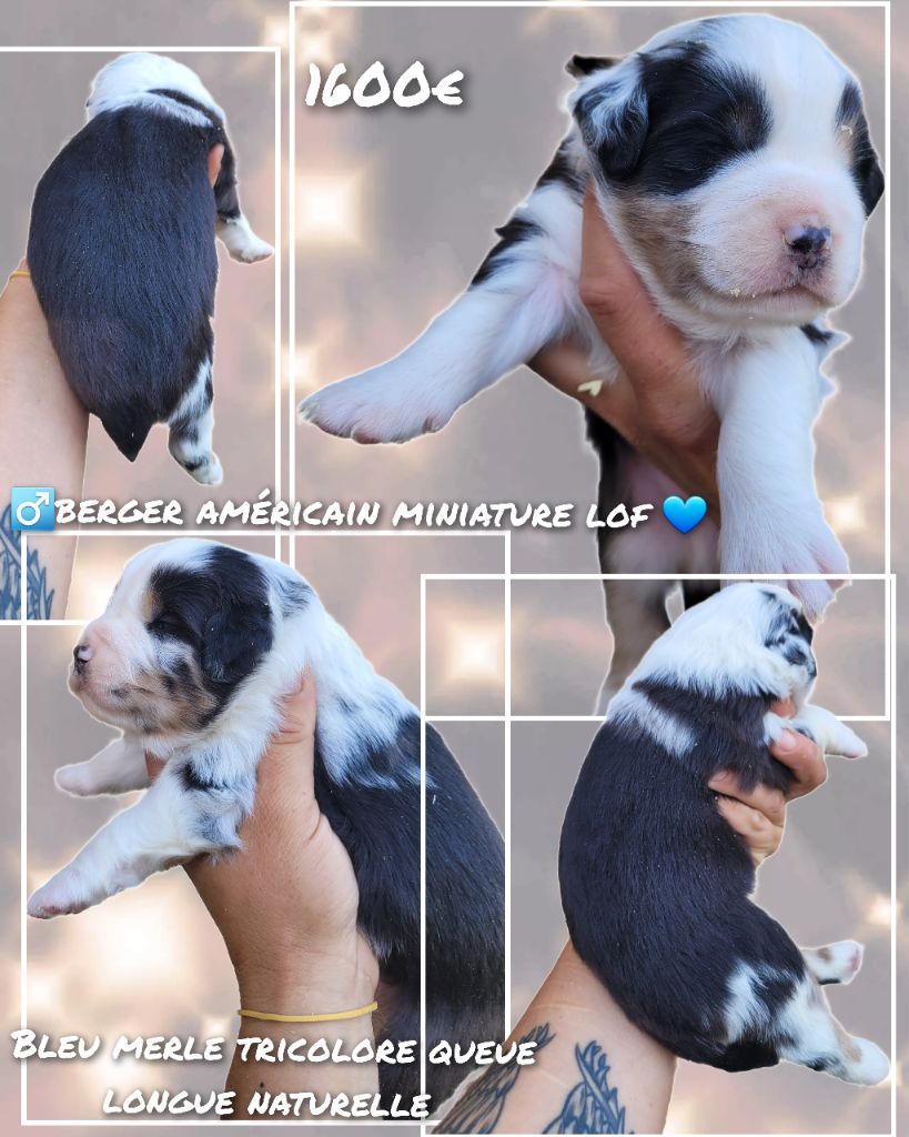 Cindy Gohier - Chiots disponibles - Berger Américain Miniature 