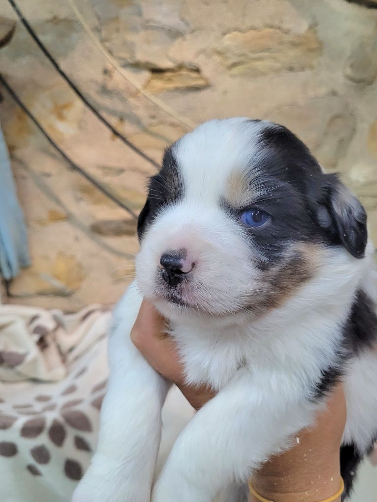 Cindy Gohier - Chiots disponibles - Berger Américain Miniature 