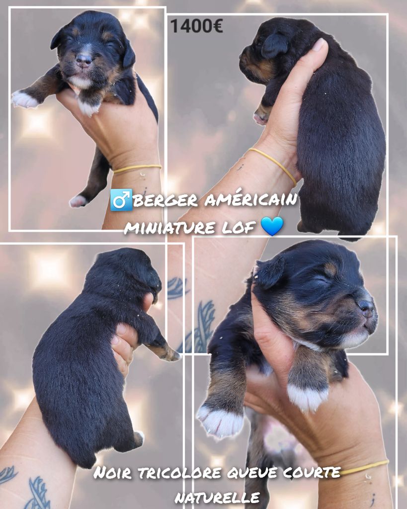 Cindy Gohier - Chiots disponibles - Berger Américain Miniature 