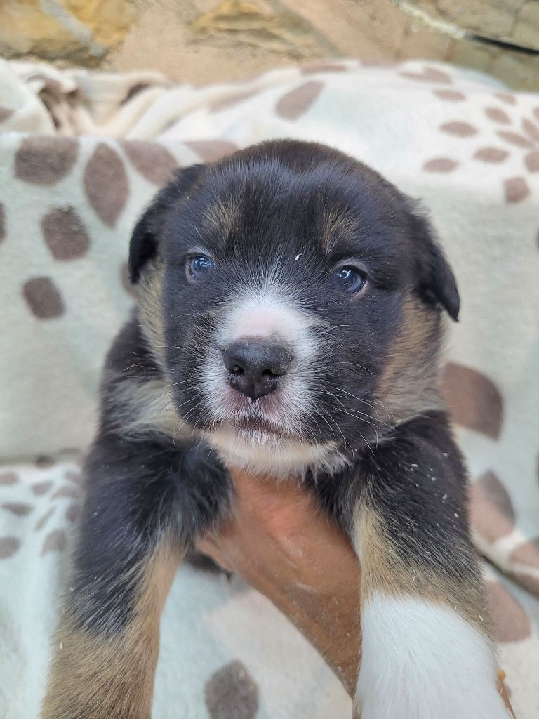 Cindy Gohier - Chiots disponibles - Berger Américain Miniature 